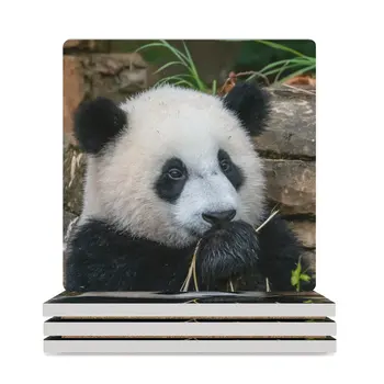 Гигантска панда Сяо Джи Чи в Националния зоопарк, керамични подложки (квадратни) за набиране на керамични напитки, черни подложки Изображение