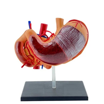 Информационен модел анатомия на стомаха за медицински изложби и презентации Изображение